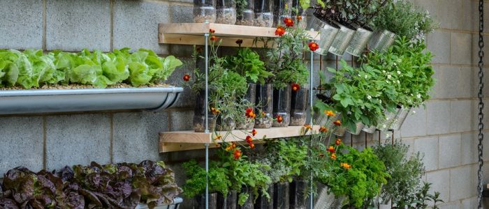 Jardín Económico: Ideas y Plantas Baratas para Crear un Espacio Verde con Bajo Presupuesto